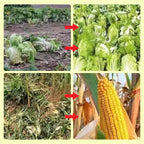 🔥Bleiben Sie im Freien sicher✅Solarbetriebene Tierabwehr-Warnlichter mit lautem Alarm