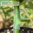 🌳✨ Silikon-Veredelungshülsen: Flexibel & wetterbeständig – fördert das Anwachsen Ihrer Obstbäume nachhaltig und effektiv! 🌱🛠️