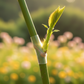 🌳✨ Silikon-Veredelungshülsen: Flexibel & wetterbeständig – fördert das Anwachsen Ihrer Obstbäume nachhaltig und effektiv! 🌱🛠️