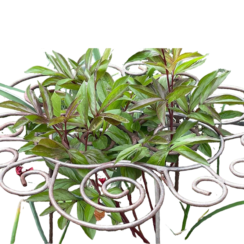 ✨🌸 Hochbelastbarer Blumenstützrahmen – Robuster Rankhilfe für Schwerlastblüten & Stauden 🌿💪 – Witterungsbeständig, einfach aufbaubar, ideal für Rosen & hohe Pflanzen – Jetzt blühende Gärten sichern!