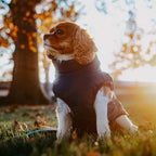 🐶WINTER SALE🐾Wasserdichter Warmer Multifunktionaler Hundemantel