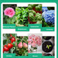 Botanische Auferstehungsflüssigkeit