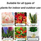 Botanische Auferstehungsflüssigkeit