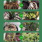 Botanische Auferstehungsflüssigkeit